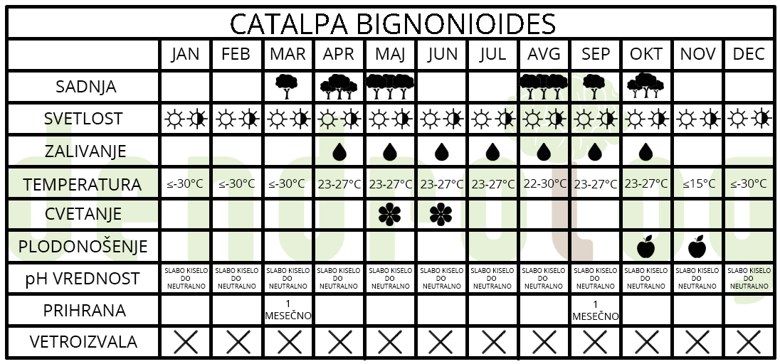 Catalpa bignonioides