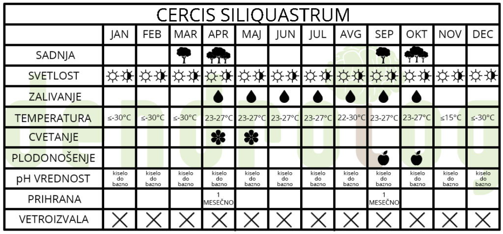 Cercis siliquastrum 1