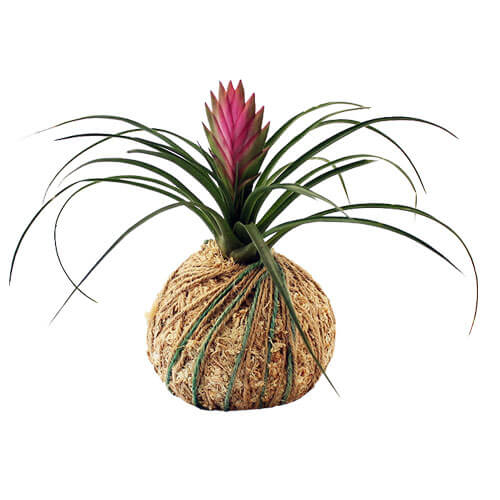 Kako održati kokedamu u životu? Dendrolog Kokedama Epifite