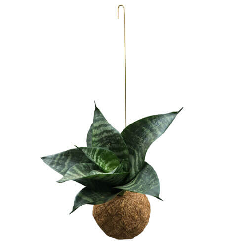 Kako održati kokedamu u životu? Dendrolog Kokedama String