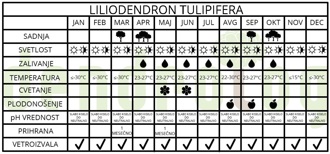Liriodendron tulipifera Liriodendron tulipifera