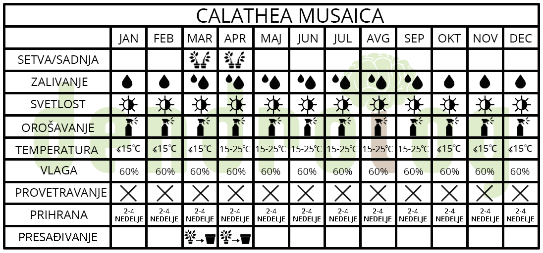 Calathea musaica Calathe musaica
